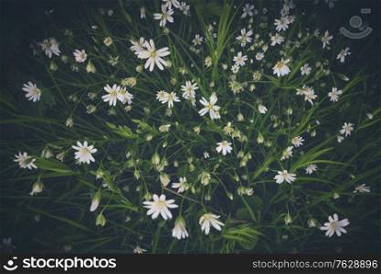 White anemone flowers seen from above with green leaves in the spring