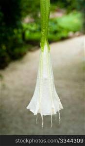 White angel&rsquo;s trumpet in Grand Cayman Botanic Park