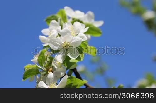 white apple blossom and green leaves, sky on background, close-up