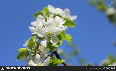 white apple blossom and green leaves, sky on background, close-up