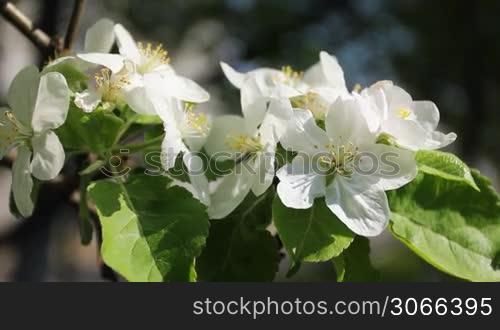 white apple blossom on branch with green leaves, close-up