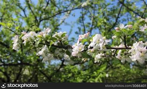 white apple blossom on branch with green leaves, panorama from left to right