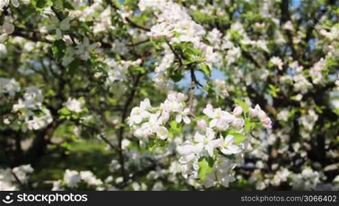 white apple blossom on branch with green leaves, panorama from right to left