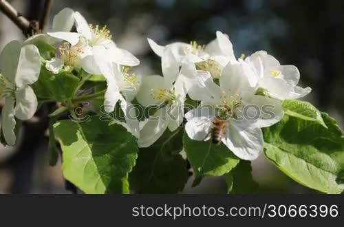 white apple blossom with bumblebee fly around, close-up