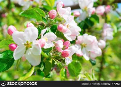 White apple flowers. Blossom tree at spring