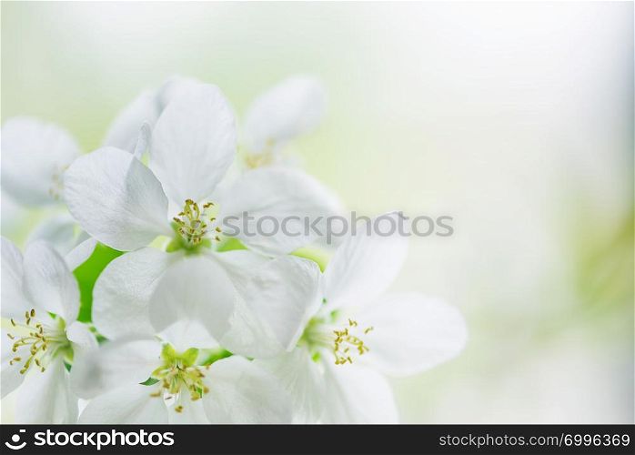 White apple tree flowers close-up in the spring garden, with copy-space