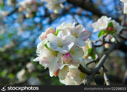 White apple tree flowers in full bloom and clear blue sky in a garden in a sunny spring day