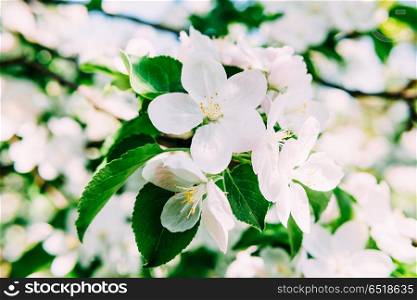 White Apple Tree Flowers In Spring