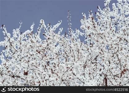 White Apple Tree Flowers Spring Blossom
