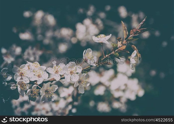 White Apple Tree Flowers Spring Blossom