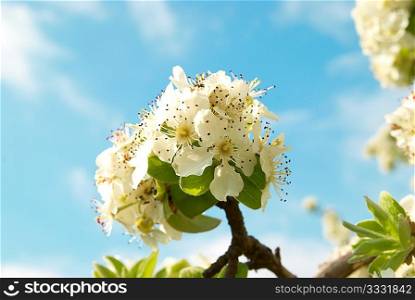 White apple-tree flowers with blue sky background