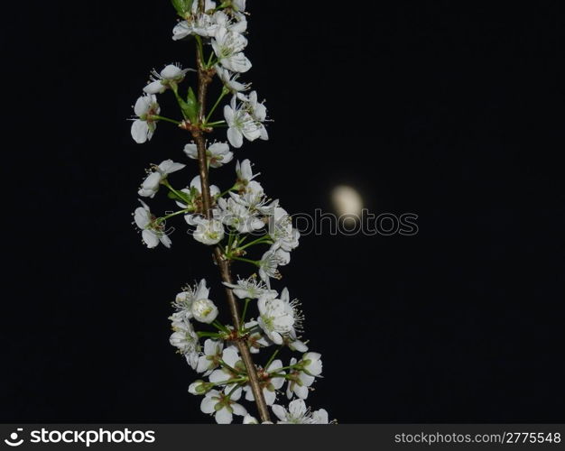 white apricot blossoms against night sky with quarter moon