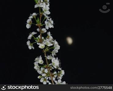 white apricot blossoms against night sky with quarter moon