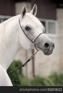 white arabian stallion