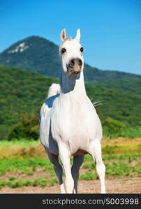 white arabian stallion in motion at freedom