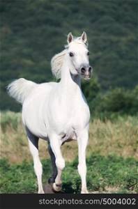 white arabian stallion in motion at freedom