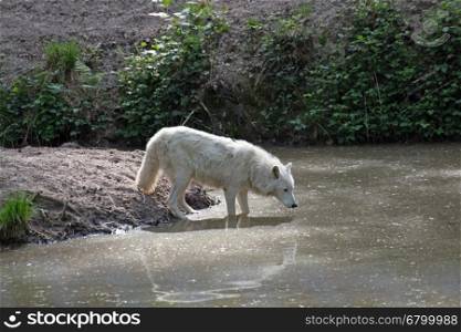 White arctic wolf (Canis lupus arctos) on the water