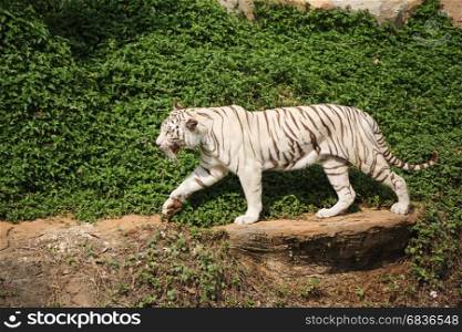 White asian bengal tiger resting and walking