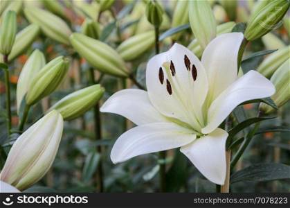 White Asiatic lily flower in the garden