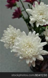 White asters