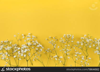 white baby breath s flower yellow background. High resolution photo. white baby breath s flower yellow background. High quality photo