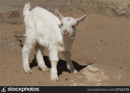 White baby goat on a farmyard