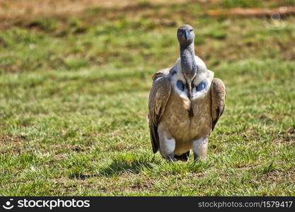 White-backed Vulture, Gyps africanus, Kruger National Park, South Africa, Africa