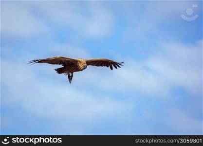 White backed Vulture in flight isolated in blue sky in Kruger National park, South Africa ; Specie Gyps africanus family of Accipitridae. White backed Vulture in Kruger National park, South Africa