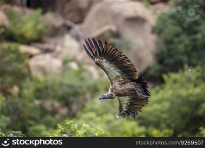 White backed Vulture in flight isolated in natural background in Kruger National park, South Africa   Specie Gyps africanus family of Accipitridae. White backed Vulture in Kruger National park, South Africa