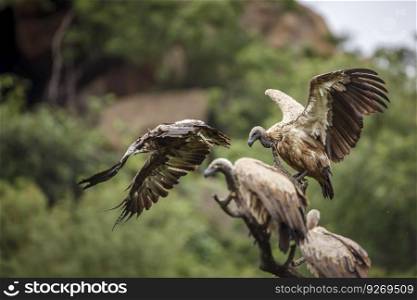 White backed Vulture in flight isolated in natural background in Kruger National park, South Africa   Specie Gyps africanus family of Accipitridae. White backed Vulture in Kruger National park, South Africa