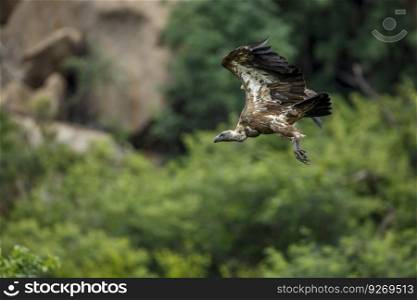 White backed Vulture in flight isolated in natural background in Kruger National park, South Africa ; Specie Gyps africanus family of Accipitridae. White backed Vulture in Kruger National park, South Africa