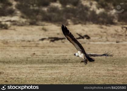 White backed Vulture in flight taking off in Kgalagadi transfrontier park, South Africa  Specie Gyps africanus family of Accipitridae. White backed Vulture in Kgalagadi transfrontier park, South Africa