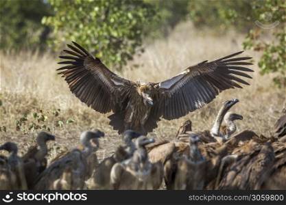 White backed Vulture in Kruger National park, South Africa ; Specie Gyps africanus family of Accipitridae. White backed Vulture in Kruger National park, South Africa
