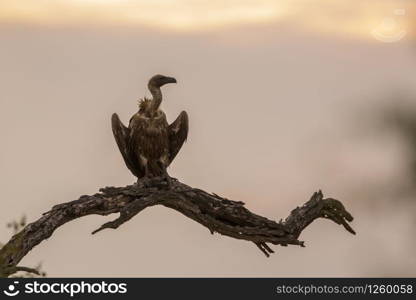 White backed Vulture perched in dead branch at dawn in Kruger National park, South Africa ; Specie Gyps africanus family of Accipitridae. White backed Vulture in Kruger National park, South Africa