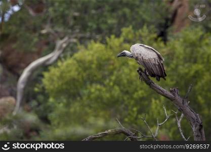 White backed Vulture standing on a dead branch in Kruger National park, South Africa   Specie Gyps africanus family of Accipitridae. White backed Vulture in Kruger National park, South Africa