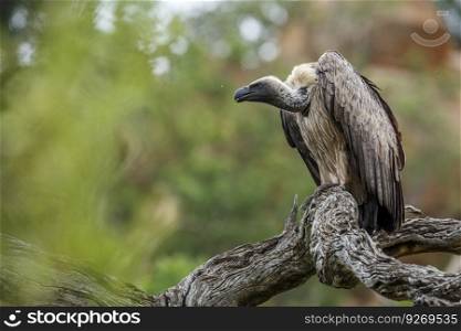White backed Vulture standing on a log in Kruger National park, South Africa   Specie Gyps africanus family of Accipitridae. White backed Vulture in Kruger National park, South Africa
