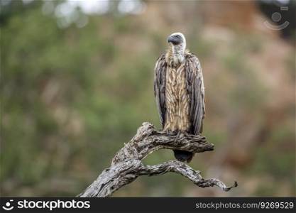 White backed Vulture standing on a log isolated in natural background in Kruger National park, South Africa ; Specie Gyps africanus family of Accipitridae. White backed Vulture in Kruger National park, South Africa