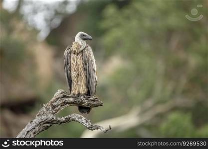 White backed Vulture standing on a log isolated in natural background in Kruger National park, South Africa   Specie Gyps africanus family of Accipitridae. White backed Vulture in Kruger National park, South Africa
