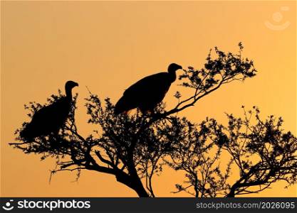 White-backed vultures (Gyps africanus) in a tree silhouetted against an orange sky at sunset, South Africa