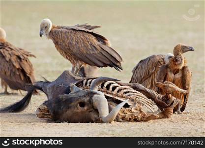 White-backed vultures (Gyps africanus) scavenging on a wildebeest carcass, South Africa