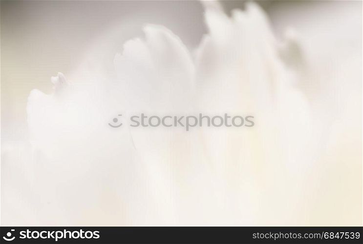 white background from flowers. White background from flowers. White background from flowers