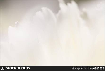 white background from flowers. White background from flowers. White background from flowers