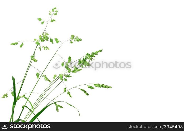 White background with single branch of green grass. Close-up. Studio photography.