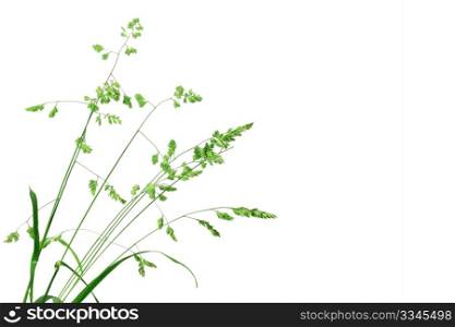 White background with single branch of green grass. Close-up. Studio photography.