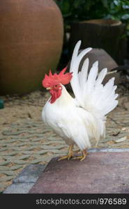 White bantam males standing in the garden