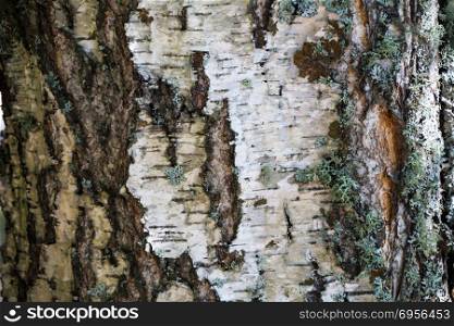 White bark and moss background. Birch bark background. Birch bark texture. Tree bark background. Bark background. Bark texture. Tree bark texture. White bark and moss background