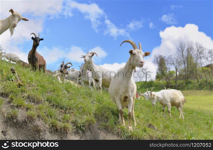white bautiful alpine goat in pasture at spring. white bautiful alpine goast in pasture at spring