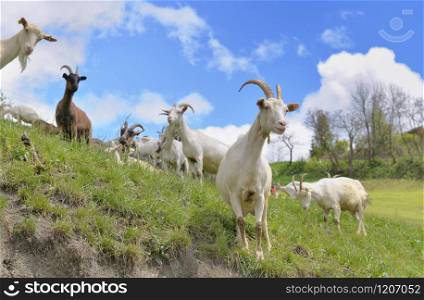 white bautiful alpine goat in pasture at spring. white bautiful alpine goast in pasture at spring