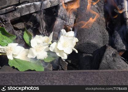 white beautiful and fragrant jasmine flowers close up during flowering, spring May flowers in nature burnt by flame and fire in a fire burning in trees. jasmine flowers