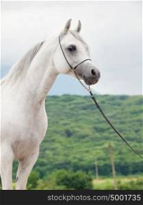 white beautiful purebred arabian stallion